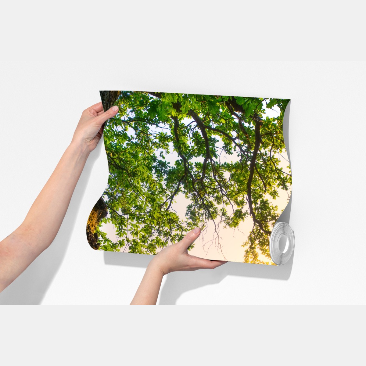 Fototapeta poranny dąb na rozświetlonej łące – Wallissimo® Fototapeta poranny dąb na rozświetlonej łące – Wallissimo®