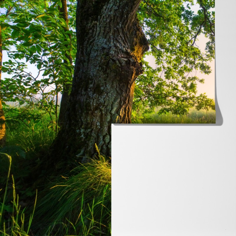 Fototapeta poranny dąb na rozświetlonej łące – Wallissimo® Fototapeta poranny dąb na rozświetlonej łące – Wallissimo®