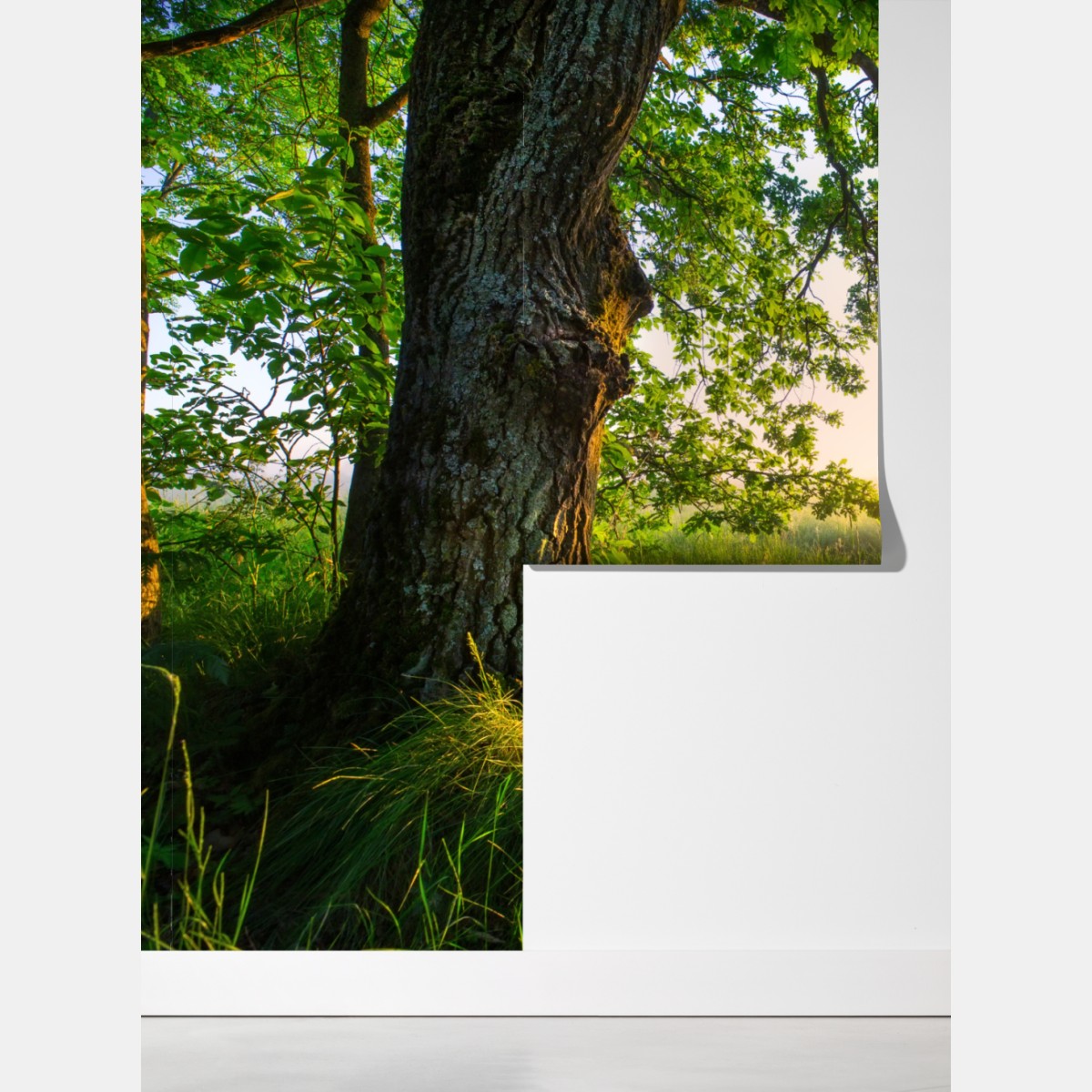 Fototapeta poranny dąb na rozświetlonej łące – Wallissimo® Fototapeta poranny dąb na rozświetlonej łące – Wallissimo®