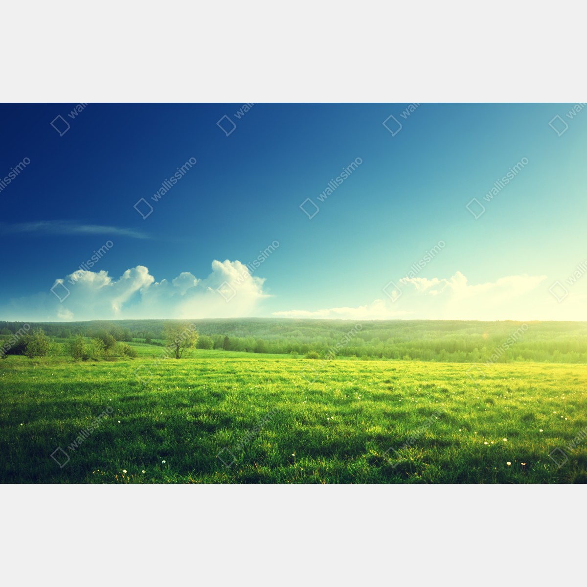 Fototapeta słoneczna wiosenna łąka o zachodzie słońca – Wallissimo® Fototapeta słoneczna wiosenna łąka o zachodzie słońca – Wallissimo®