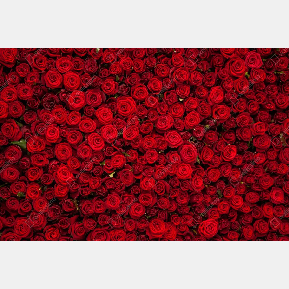 Fototapeta nieskończona ściana czerwonych róż – Wallissimo® Fototapeta nieskończona ściana czerwonych róż – Wallissimo®