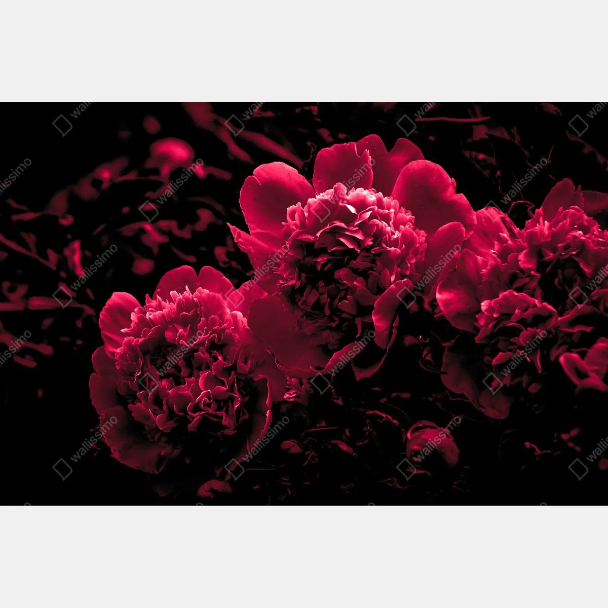 Fototapeta nastrojowe różowe piwonie – Wallissimo® Fototapeta nastrojowe różowe piwonie – Wallissimo®