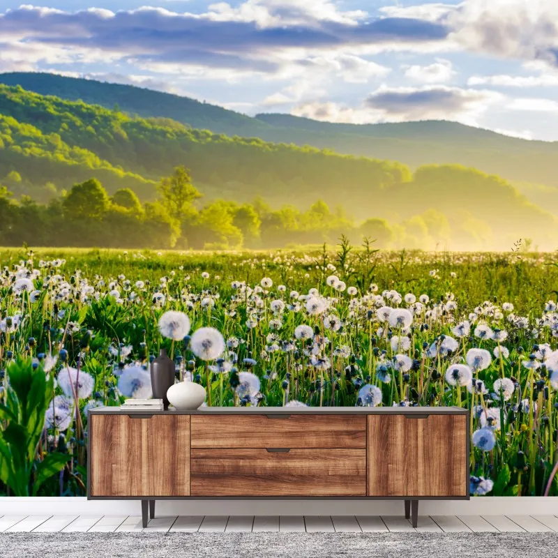 Fototapeta mglista łąka mleczy o wschodzie słońca