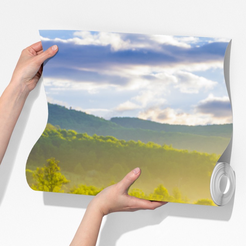 Fototapeta mglista łąka mleczy o wschodzie słońca – Wallissimo® Fototapeta mglista łąka mleczy o wschodzie słońca – Wallissimo®