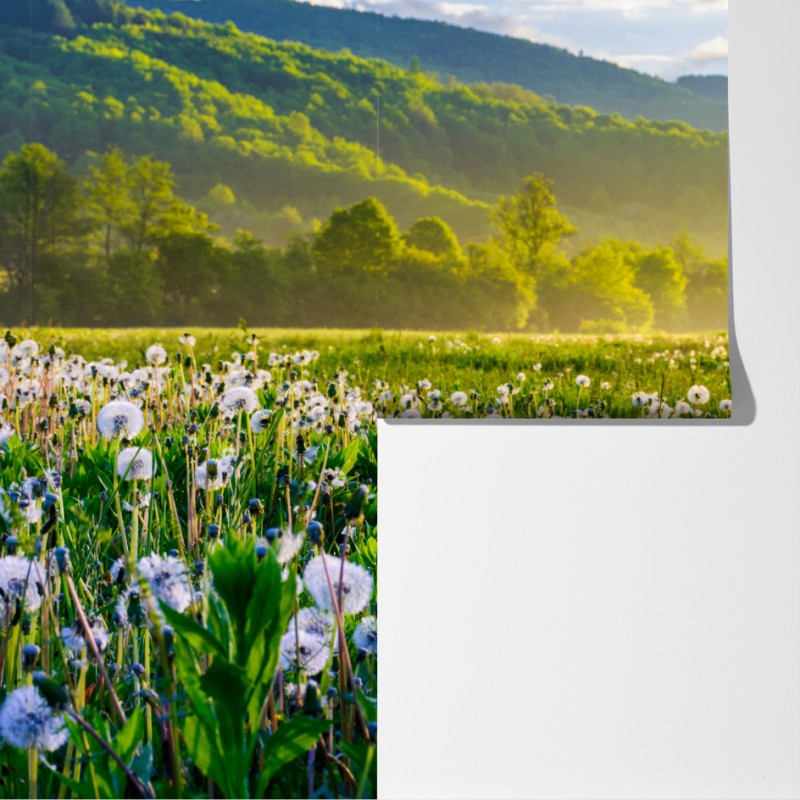 Fototapeta mglista łąka mleczy o wschodzie słońca – Wallissimo® Fototapeta mglista łąka mleczy o wschodzie słońca – Wallissimo®