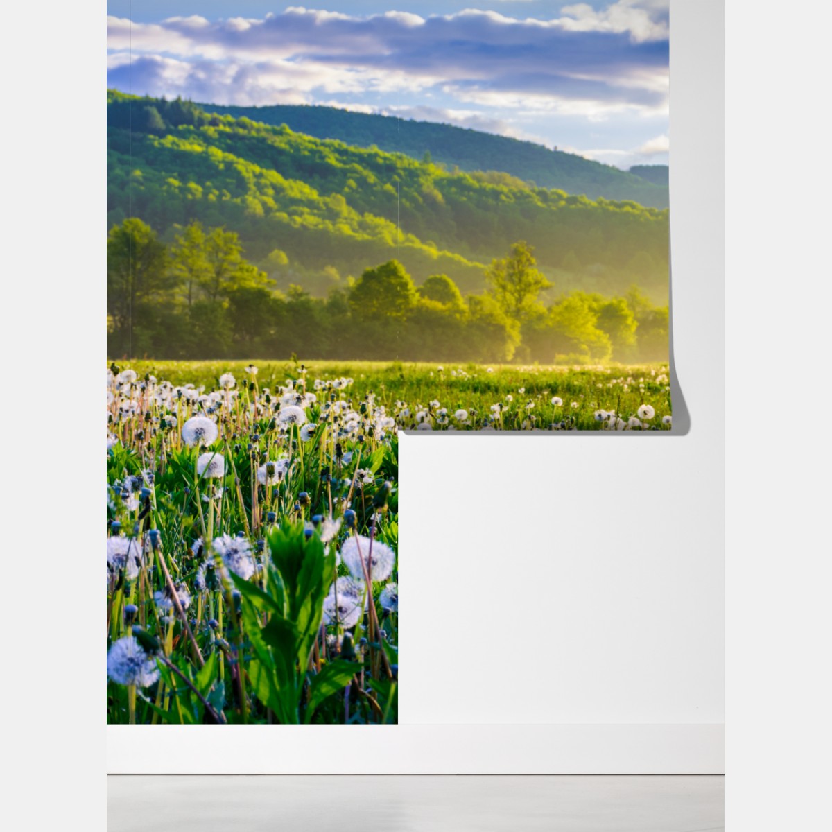 Fototapeta mglista łąka mleczy o wschodzie słońca – Wallissimo® Fototapeta mglista łąka mleczy o wschodzie słońca – Wallissimo®