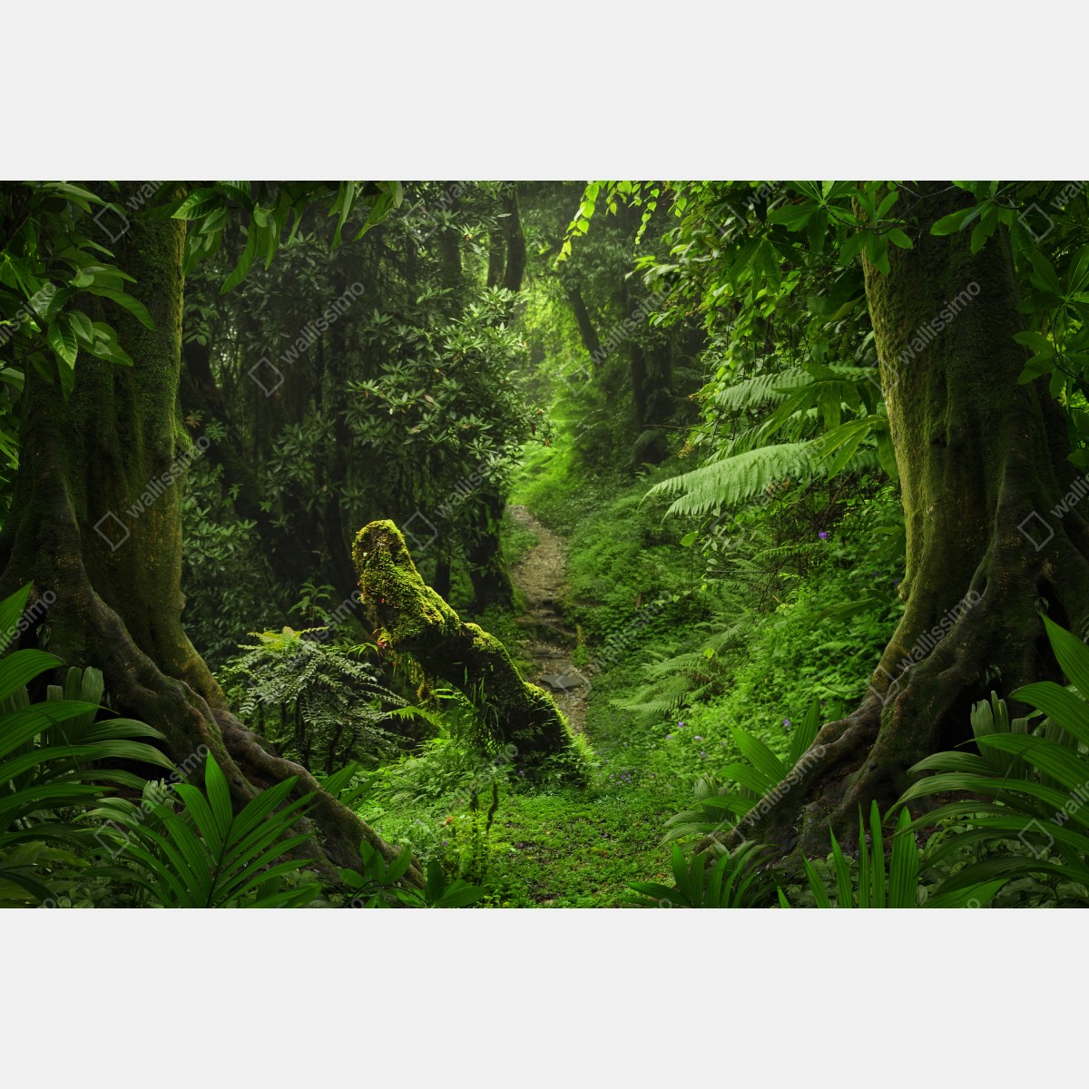 Fototapeta zaczarowana mszysta leśna ścieżka – Wallissimo® Fototapeta zaczarowana mszysta leśna ścieżka – Wallissimo®