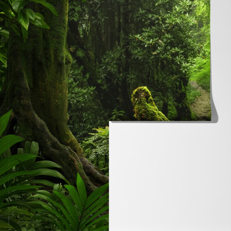 Fototapeta zaczarowana mszysta leśna ścieżka – Wallissimo® Fototapeta zaczarowana mszysta leśna ścieżka – Wallissimo®