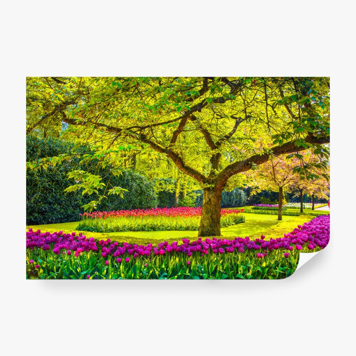 Fototapeta barwny ogród tulipanów w Keukenhof – Wallissimo® Fototapeta barwny ogród tulipanów w Keukenhof – Wallissimo®