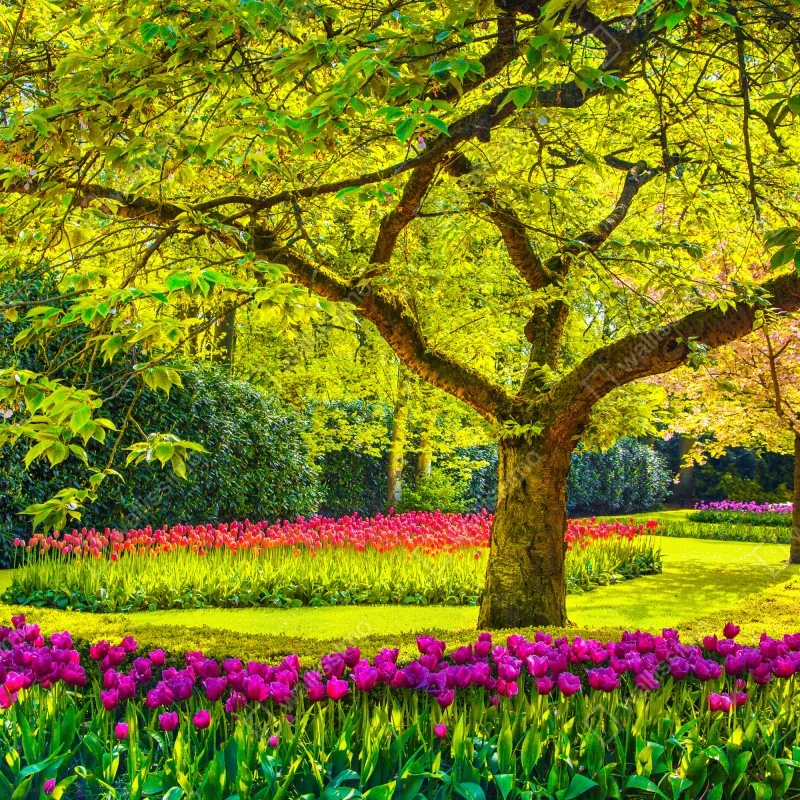 Fototapeta barwny ogród tulipanów w Keukenhof – Wallissimo® Fototapeta barwny ogród tulipanów w Keukenhof – Wallissimo®