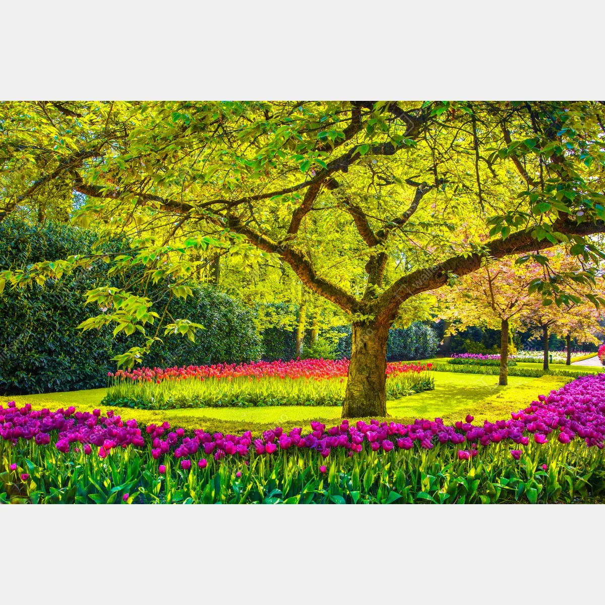 Fototapeta barwny ogród tulipanów w Keukenhof – Wallissimo® Fototapeta barwny ogród tulipanów w Keukenhof – Wallissimo®