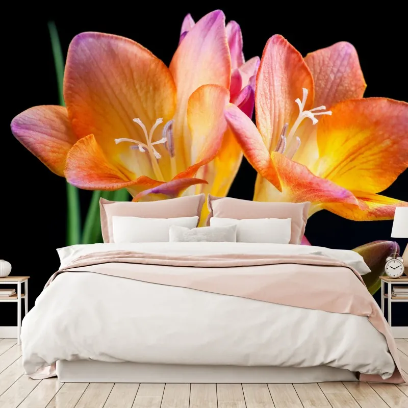 Fototapeta żywe pomarańczowe frezje na czarnym tle