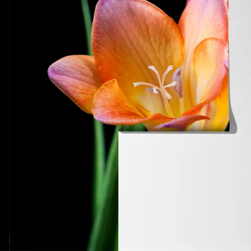 Fototapeta żywe pomarańczowe frezje na czarnym tle – Wallissimo® Fototapeta żywe pomarańczowe frezje na czarnym tle – Wallissimo®