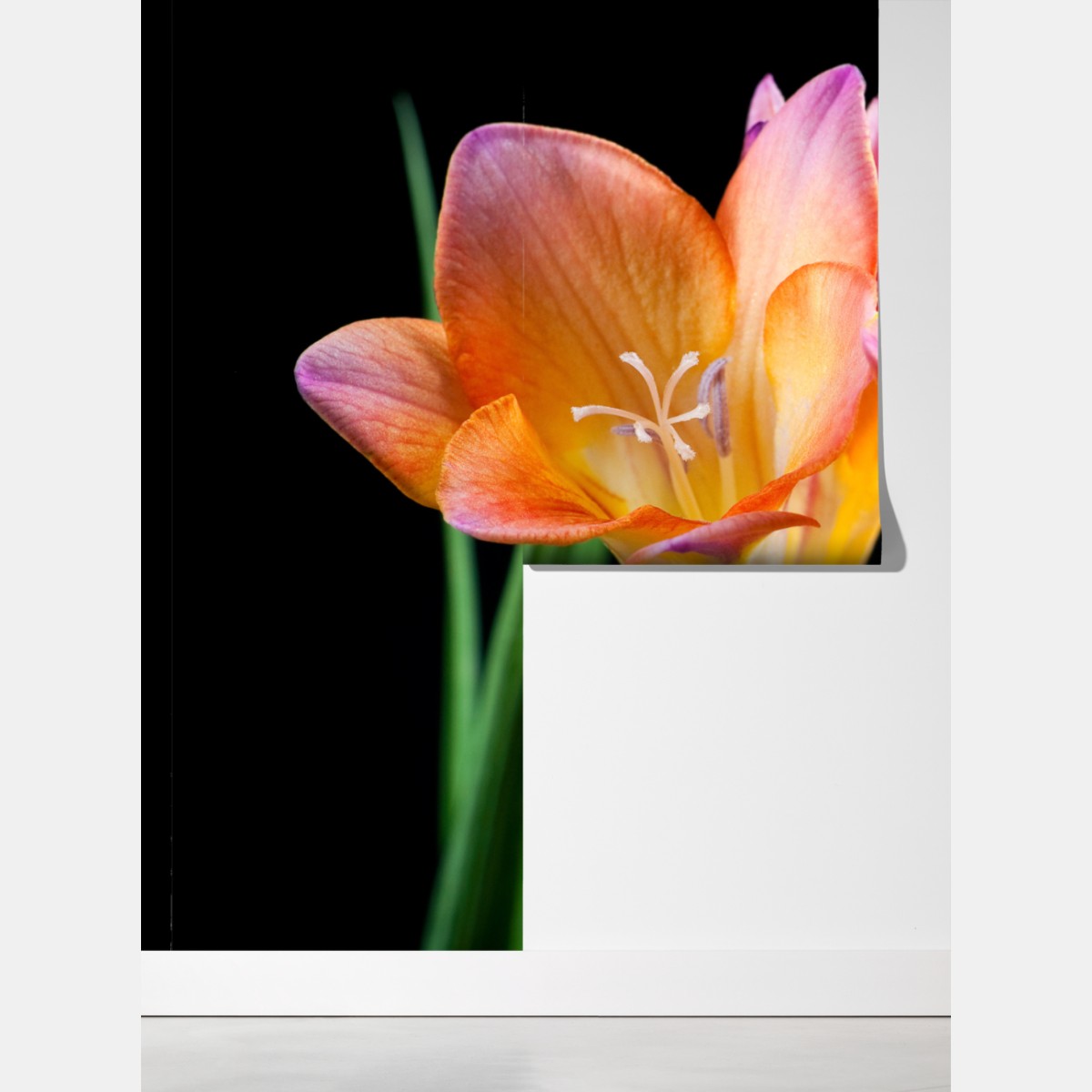 Fototapeta żywe pomarańczowe frezje na czarnym tle – Wallissimo® Fototapeta żywe pomarańczowe frezje na czarnym tle – Wallissimo®