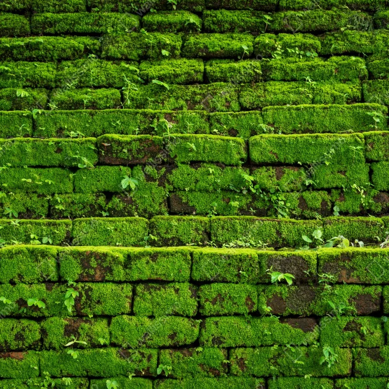 Fototapeta ściana z mchem na ceglanej strukturze – Wallissimo® Fototapeta ściana z mchem na ceglanej strukturze – Wallissimo®
