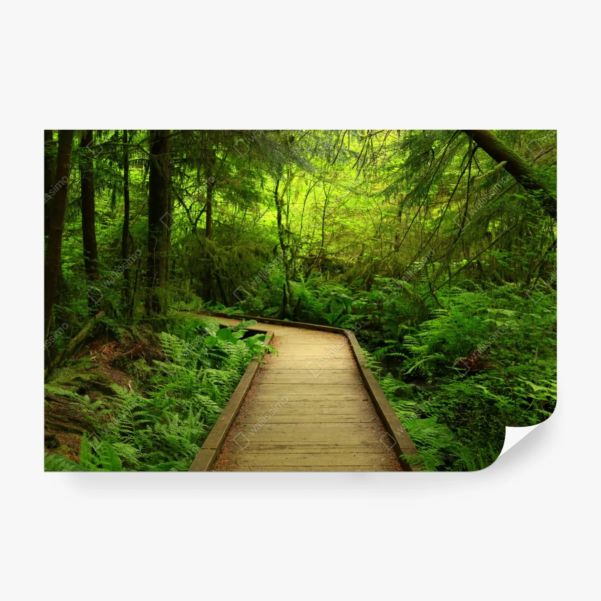 Fototapeta spokojna zielona kładka leśna – Wallissimo® Fototapeta spokojna zielona kładka leśna – Wallissimo®