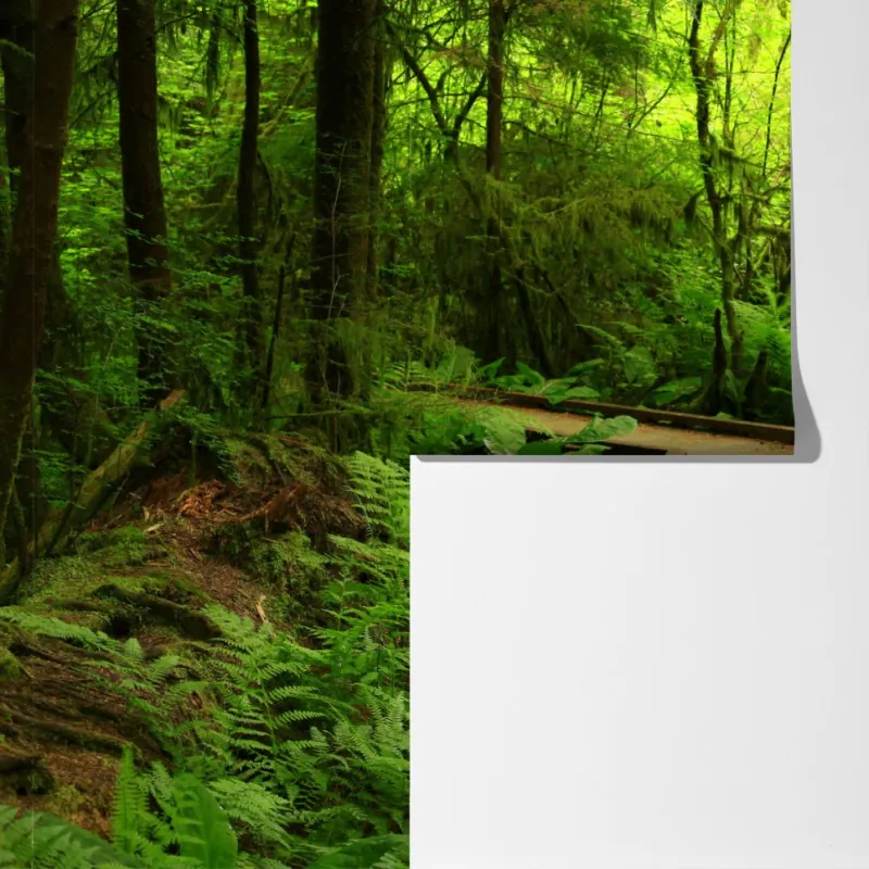 Fototapeta spokojna zielona kładka leśna – Wallissimo® Fototapeta spokojna zielona kładka leśna – Wallissimo®