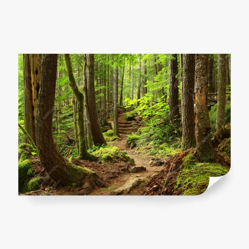 Fototapeta mglisty las porośnięty mchem – Wallissimo®