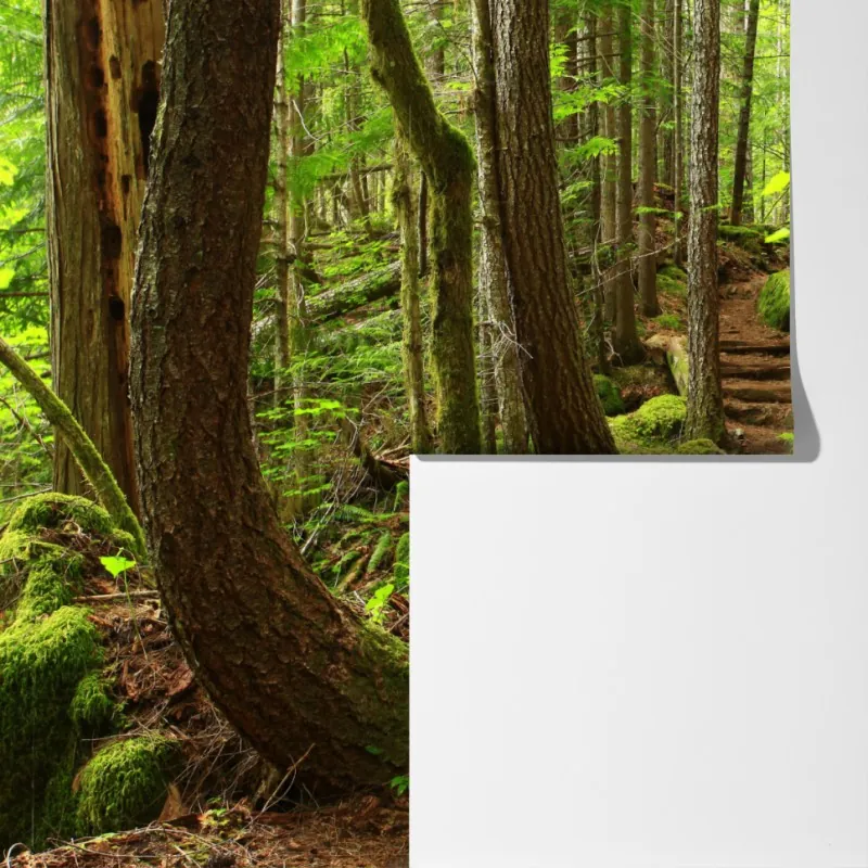 Fototapeta mchowa leśna ścieżka – Wallissimo® Fototapeta mchowa leśna ścieżka – Wallissimo®