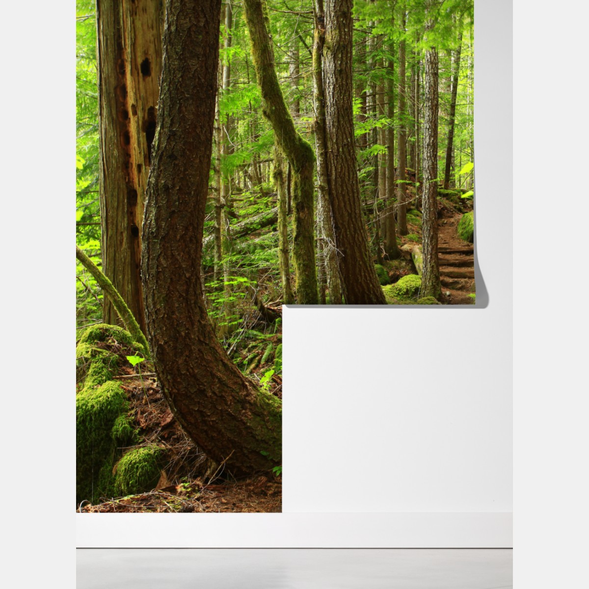 Fototapeta mchowa leśna ścieżka – Wallissimo® Fototapeta mchowa leśna ścieżka – Wallissimo®