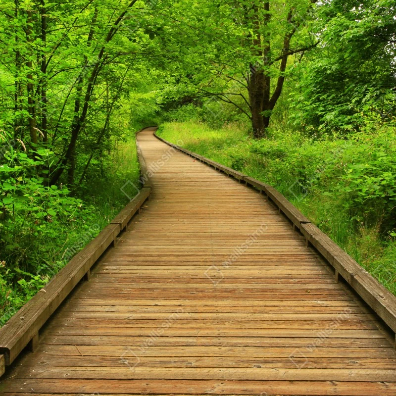 Fototapeta spokojny drewniany pomost w lesie – Wallissimo® Fototapeta spokojny drewniany pomost w lesie – Wallissimo®