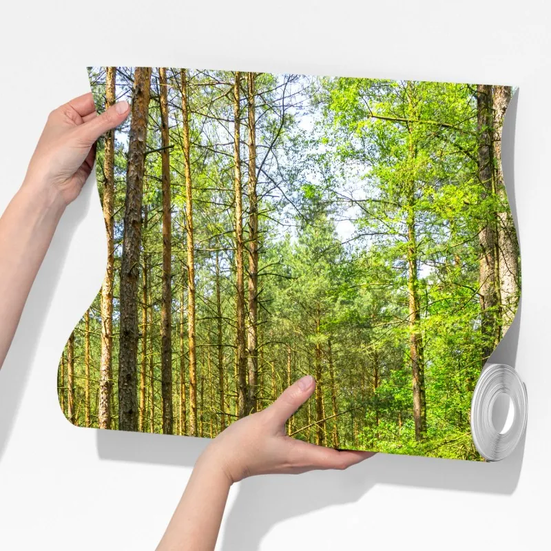 Fototapeta słoneczna leśna ścieżka wśród sosen – Wallissimo® Fototapeta słoneczna leśna ścieżka wśród sosen – Wallissimo®