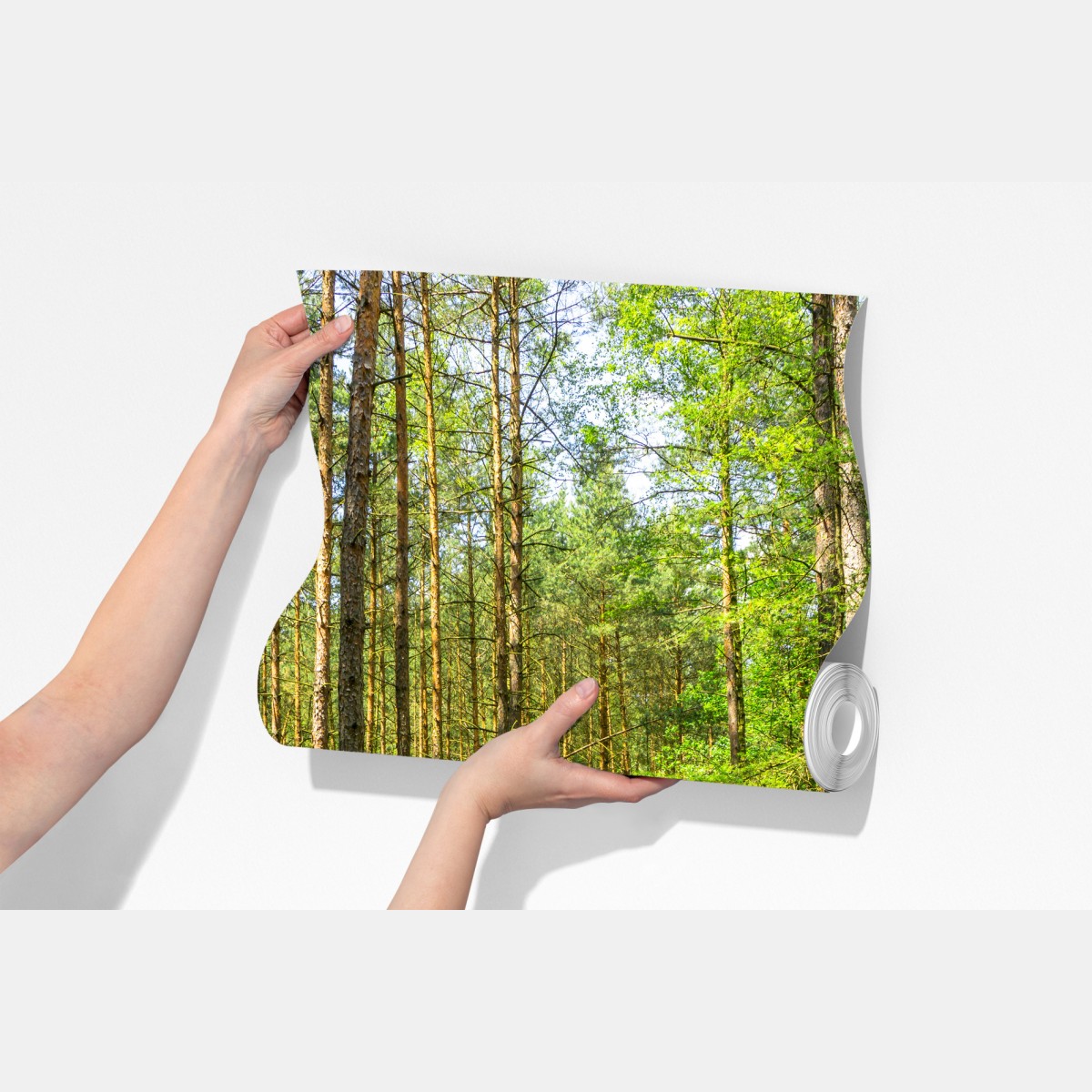 Fototapeta słoneczna leśna ścieżka wśród sosen – Wallissimo® Fototapeta słoneczna leśna ścieżka wśród sosen – Wallissimo®