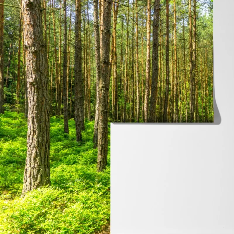 Fototapeta słoneczna leśna ścieżka wśród sosen – Wallissimo® Fototapeta słoneczna leśna ścieżka wśród sosen – Wallissimo®