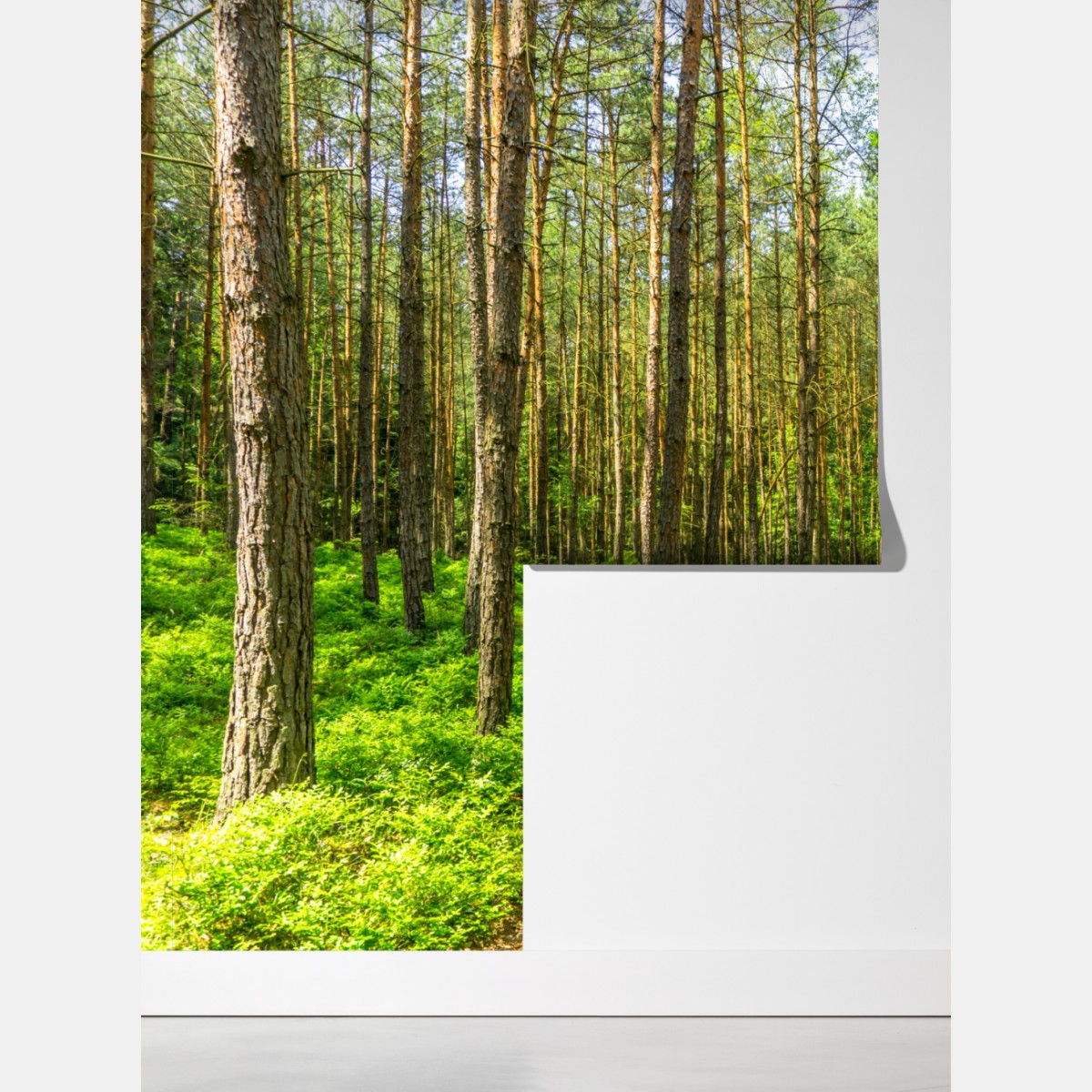 Fototapeta słoneczna leśna ścieżka wśród sosen – Wallissimo® Fototapeta słoneczna leśna ścieżka wśród sosen – Wallissimo®