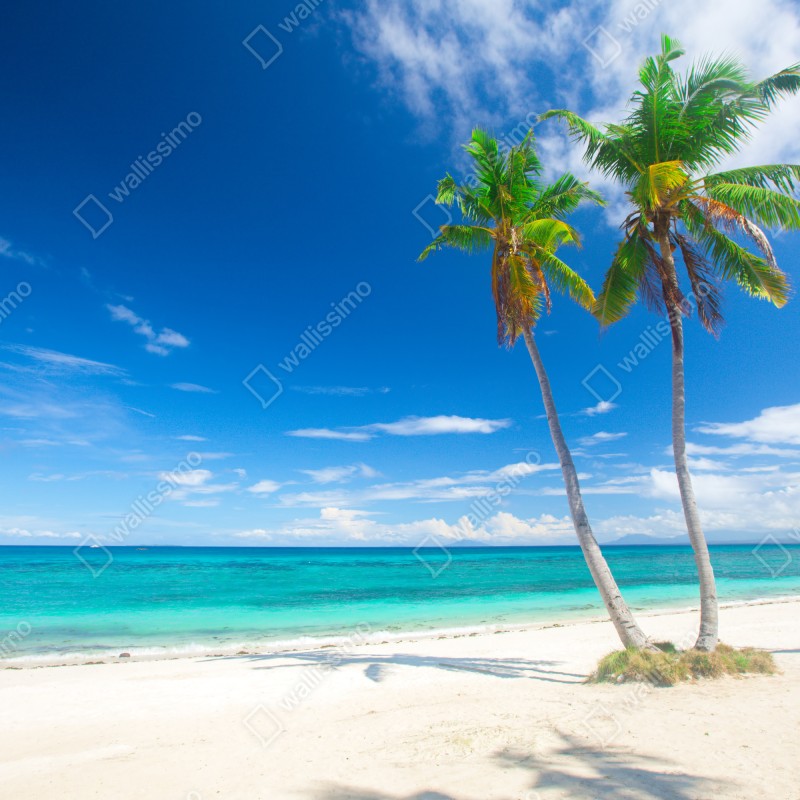 Fototapeta tropikalne palmy na turkusowej plaży – Wallissimo® Fototapeta tropikalne palmy na turkusowej plaży – Wallissimo®