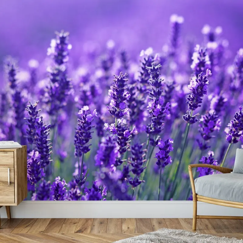 Fototapeta zbliżenie pola lawendy