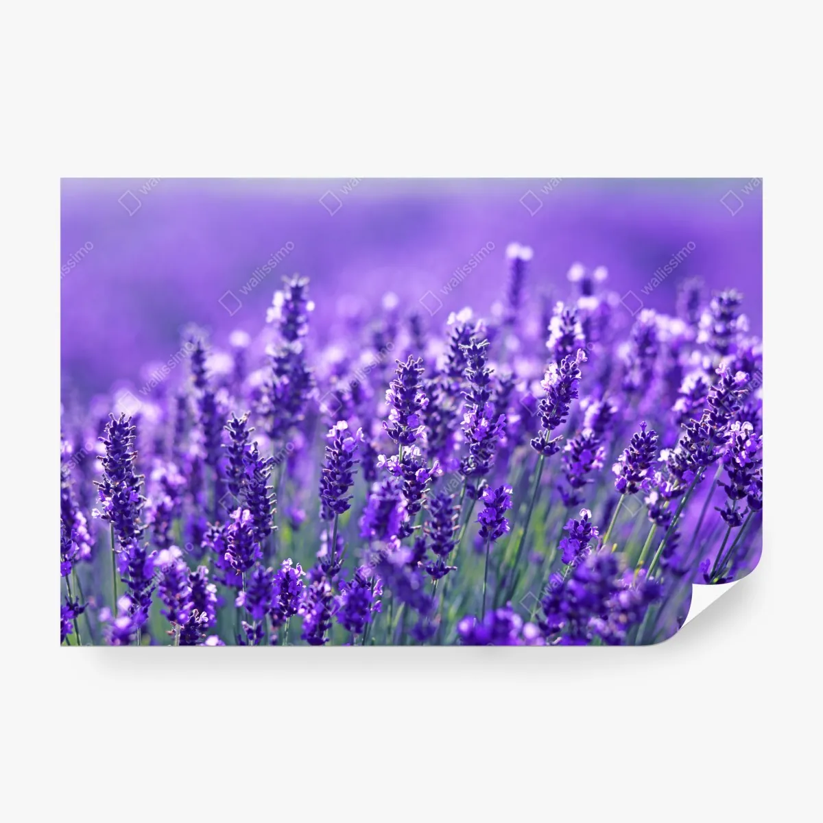 Fototapeta zbliżenie pola lawendy – Wallissimo® Fototapeta zbliżenie pola lawendy – Wallissimo®