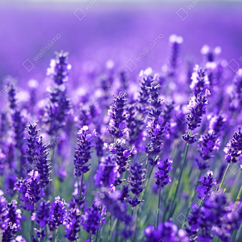 Fototapeta zbliżenie pola lawendy – Wallissimo® Fototapeta zbliżenie pola lawendy – Wallissimo®