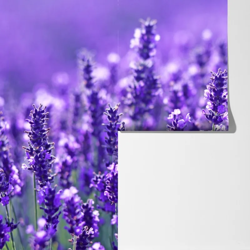 Fototapeta zbliżenie pola lawendy – Wallissimo® Fototapeta zbliżenie pola lawendy – Wallissimo®