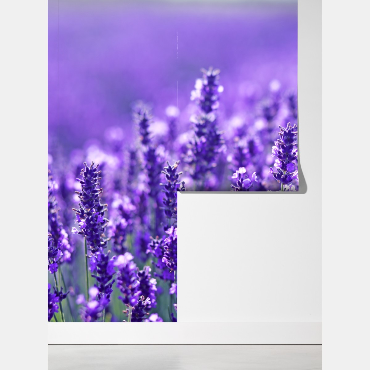 Fototapeta zbliżenie pola lawendy – Wallissimo® Fototapeta zbliżenie pola lawendy – Wallissimo®