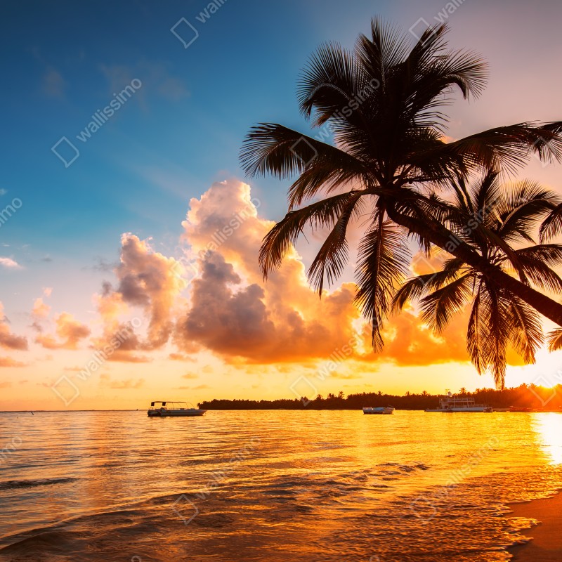 Fototapeta tropikalny zachód słońca z sylwetkami palm, Dominikana – Wallissimo® Fototapeta tropikalny zachód słońca z sylwetkami palm, Dominikana – Wallissimo®