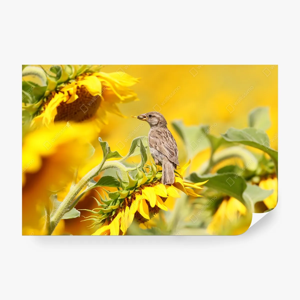 Fototapeta wróbel na słoneczniku – Wallissimo® Fototapeta wróbel na słoneczniku – Wallissimo®