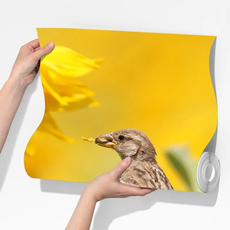 Fototapeta wróbel na słoneczniku – Wallissimo® Fototapeta wróbel na słoneczniku – Wallissimo®