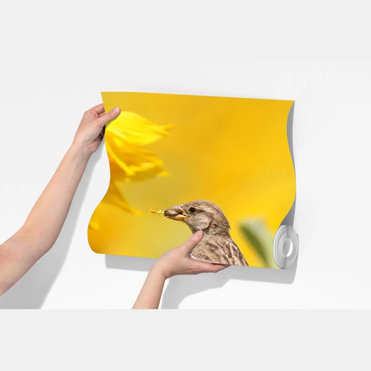 Fototapeta wróbel na słoneczniku – Wallissimo® Fototapeta wróbel na słoneczniku – Wallissimo®