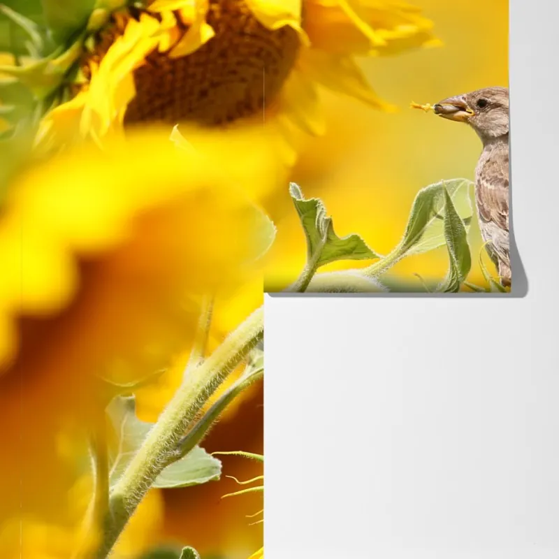 Fototapeta wróbel na słoneczniku – Wallissimo® Fototapeta wróbel na słoneczniku – Wallissimo®