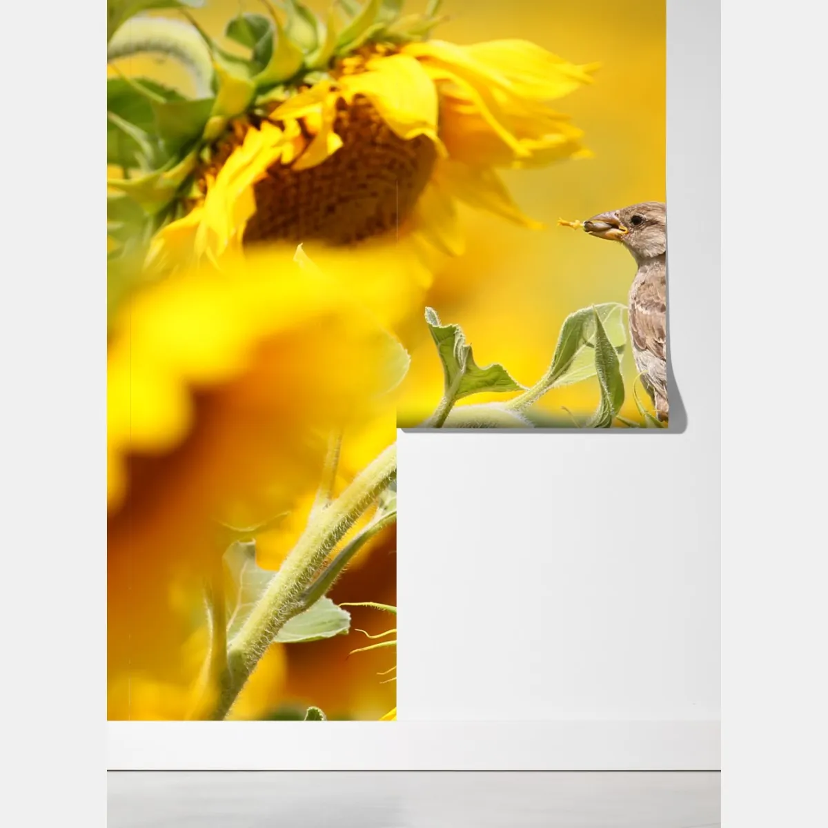 Fototapeta wróbel na słoneczniku – Wallissimo® Fototapeta wróbel na słoneczniku – Wallissimo®