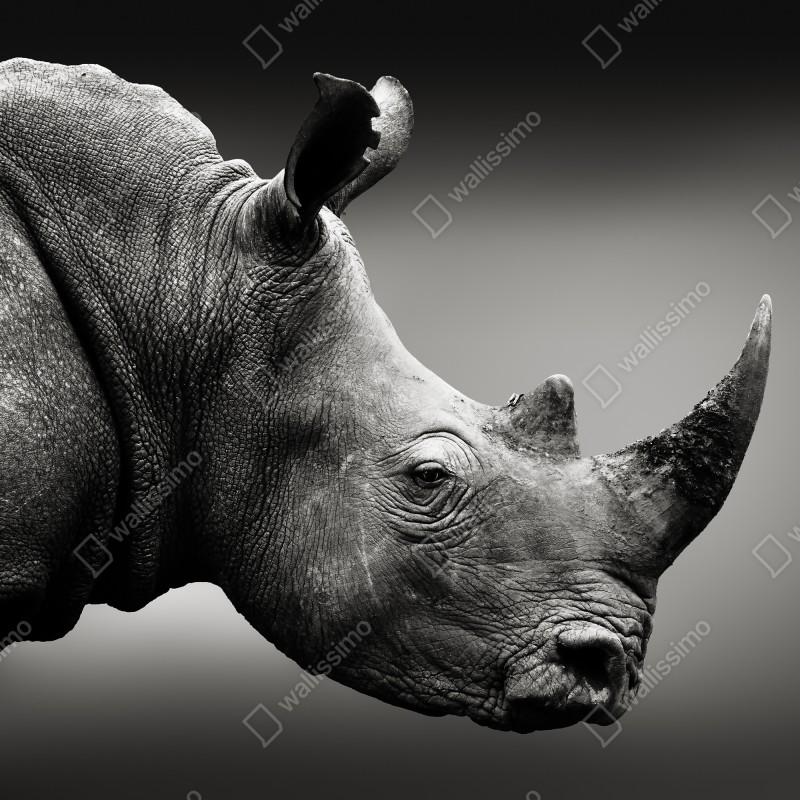 Fototapeta majestatyczny portret nosorożca – Wallissimo® Fototapeta majestatyczny portret nosorożca – Wallissimo®
