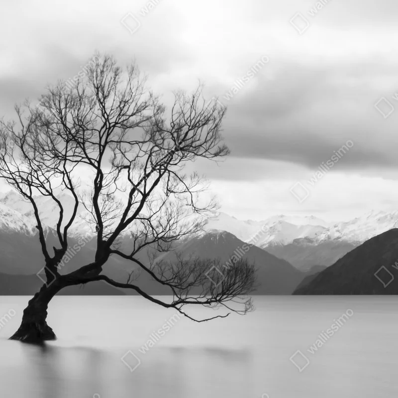 Fototapeta samotne drzewo na jeziorze – Wallissimo® Fototapeta samotne drzewo na jeziorze – Wallissimo®