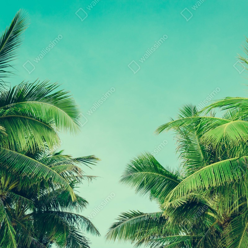 Fototapeta tropikalny baldachim palm pod turkusowym niebem – Wallissimo® Fototapeta tropikalny baldachim palm pod turkusowym niebem – Wallissimo®