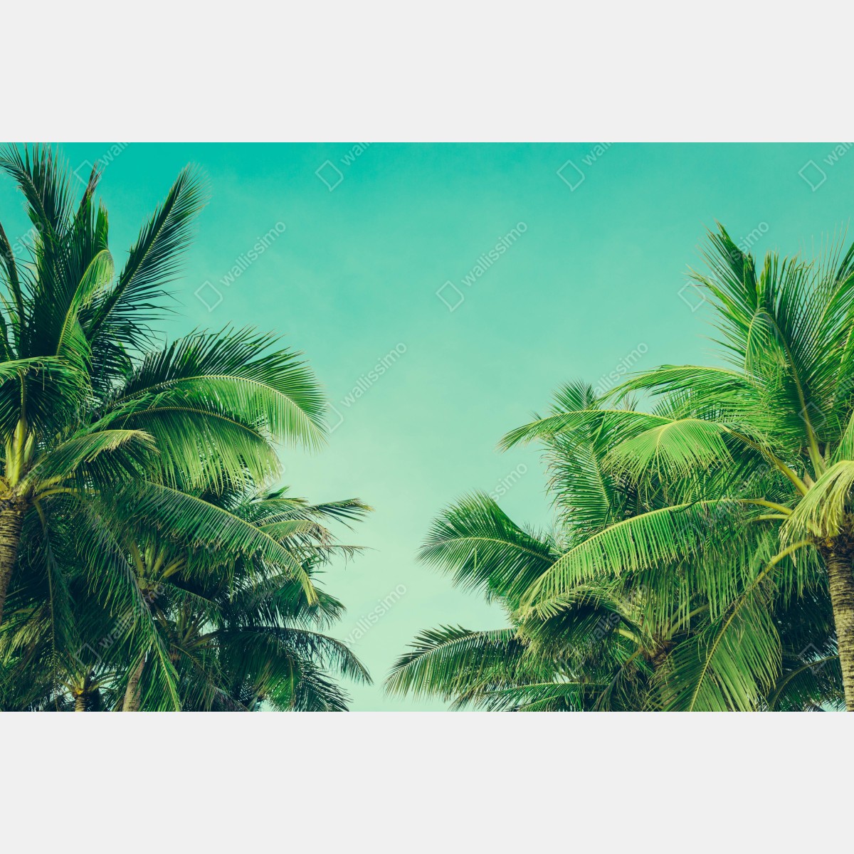 Fototapeta tropikalny baldachim palm pod turkusowym niebem – Wallissimo® Fototapeta tropikalny baldachim palm pod turkusowym niebem – Wallissimo®