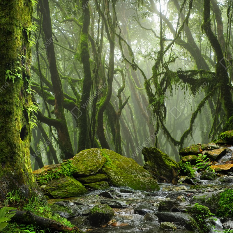 Fototapeta las ze strumieniem we mgle – Wallissimo® Fototapeta las ze strumieniem we mgle – Wallissimo®