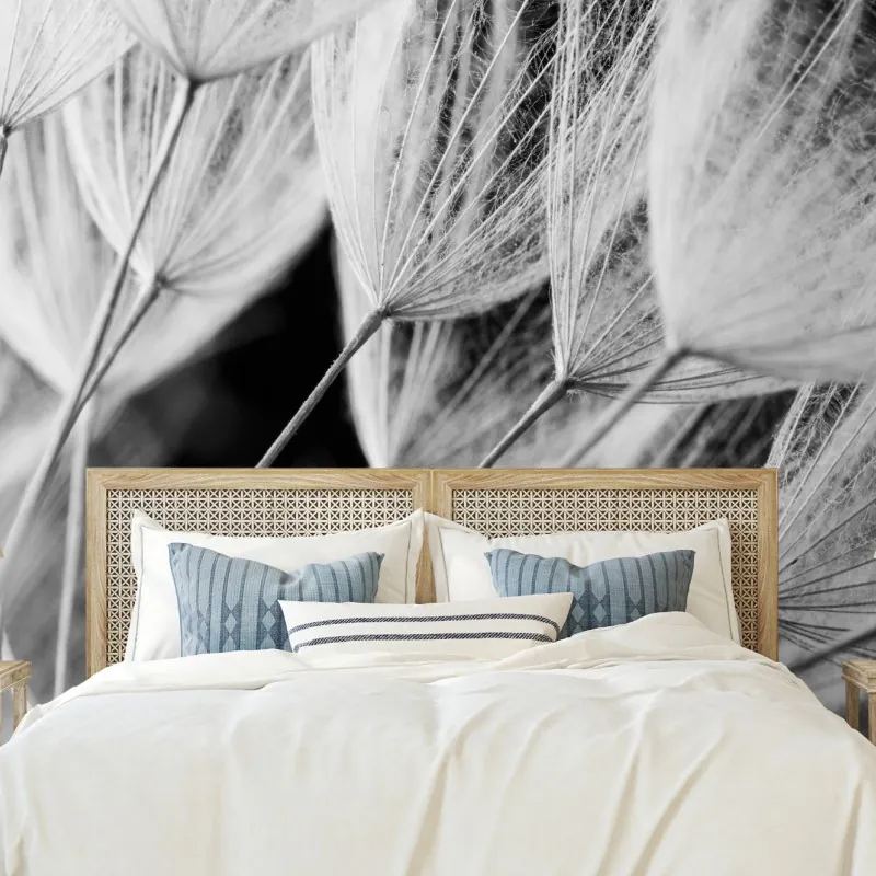 Fototapeta delikatne zbliżenie nasion dmuchawca czarno-białe