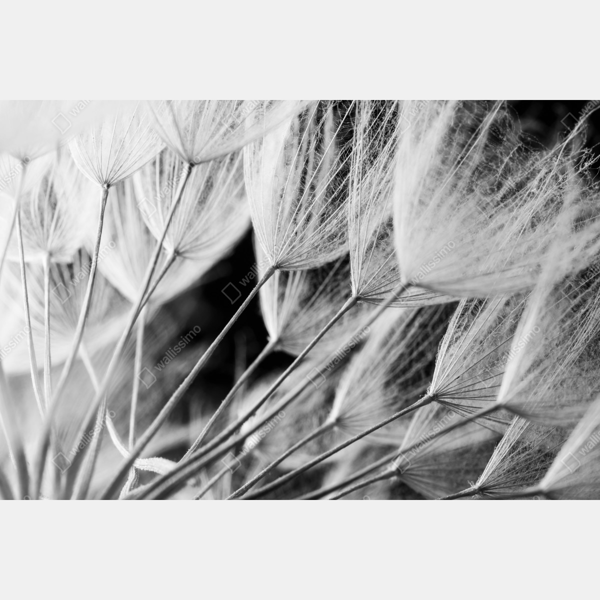 Fototapeta delikatne zbliżenie nasion dmuchawca czarno-białe – Wallissimo® Fototapeta delikatne zbliżenie nasion dmuchawca czarno-białe – Wallissimo®