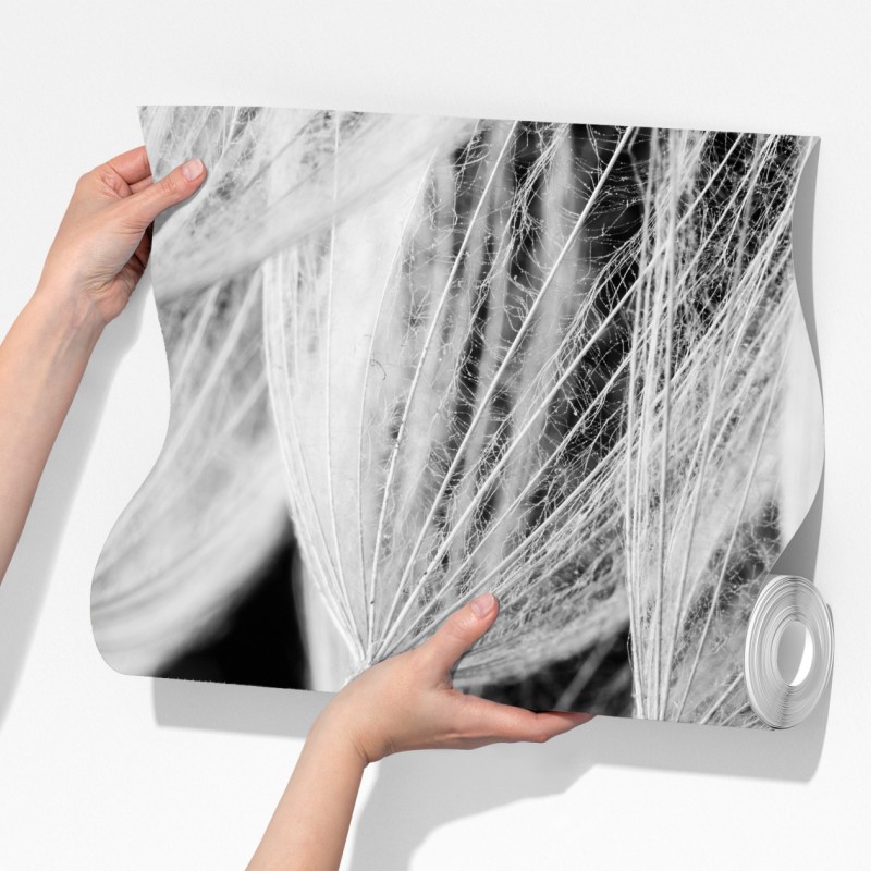 Fototapeta delikatne zbliżenie nasion dmuchawca czarno-białe – Wallissimo® Fototapeta delikatne zbliżenie nasion dmuchawca czarno-białe – Wallissimo®