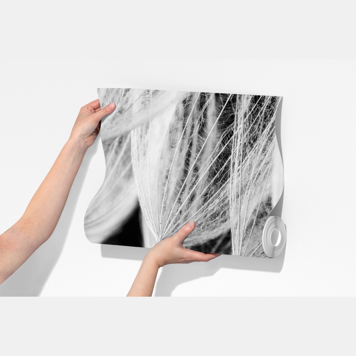 Fototapeta delikatne zbliżenie nasion dmuchawca czarno-białe – Wallissimo® Fototapeta delikatne zbliżenie nasion dmuchawca czarno-białe – Wallissimo®